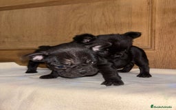 Bulldog Francés perros en venta: Bulldog francés Fufly exotico!! - Anuncio 2