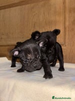 Bulldog Francés perros Bulldog francés Fufly exotico!! - Anuncio 6
