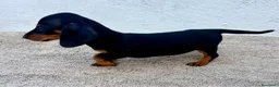 Teckel Miniatura perros en venta: Teckel kaninchen  - Anuncio 6
