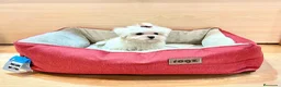 Bichón Maltés perros en venta: Bichón Maltés  - Anuncio 2