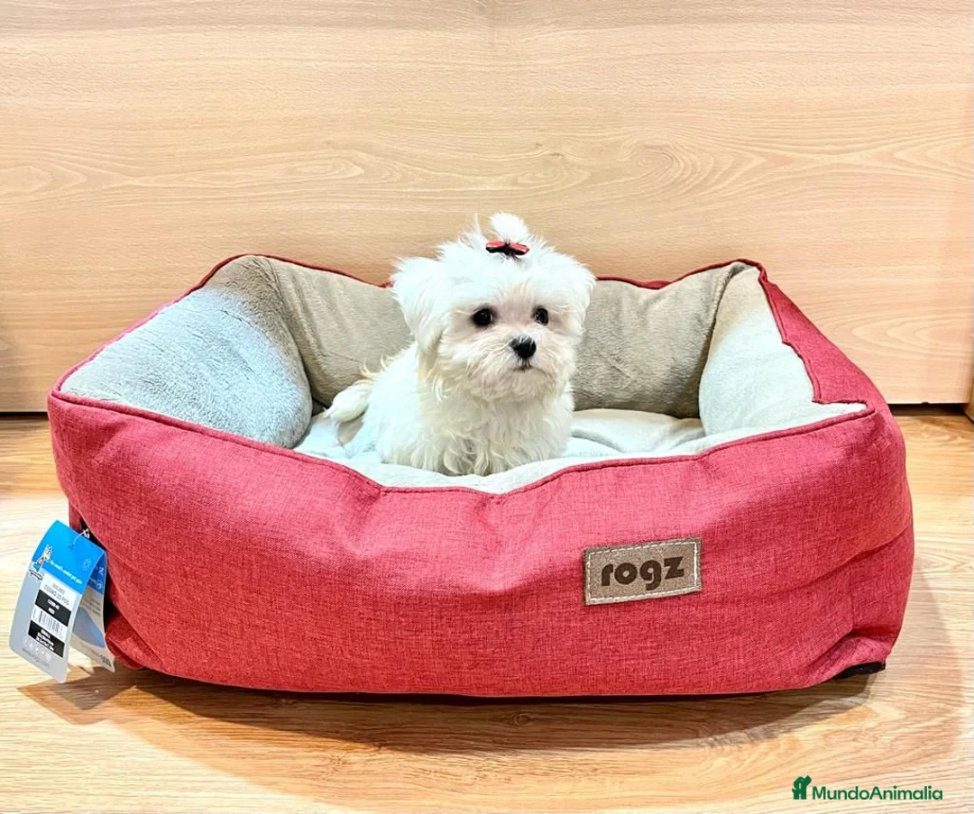 Bichón Maltés perros en venta: Bichón Maltés  - Anuncio 2