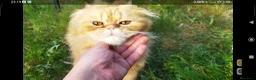 Foldex gatos en venta: Espectacular perfold - Anuncio 4