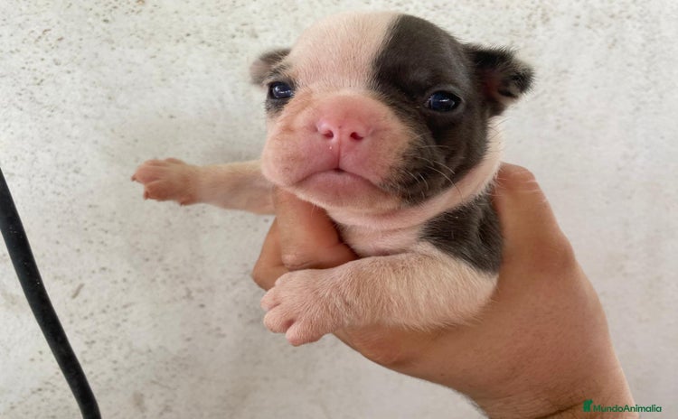 Bulldog Francés perros - Propaganda 2
