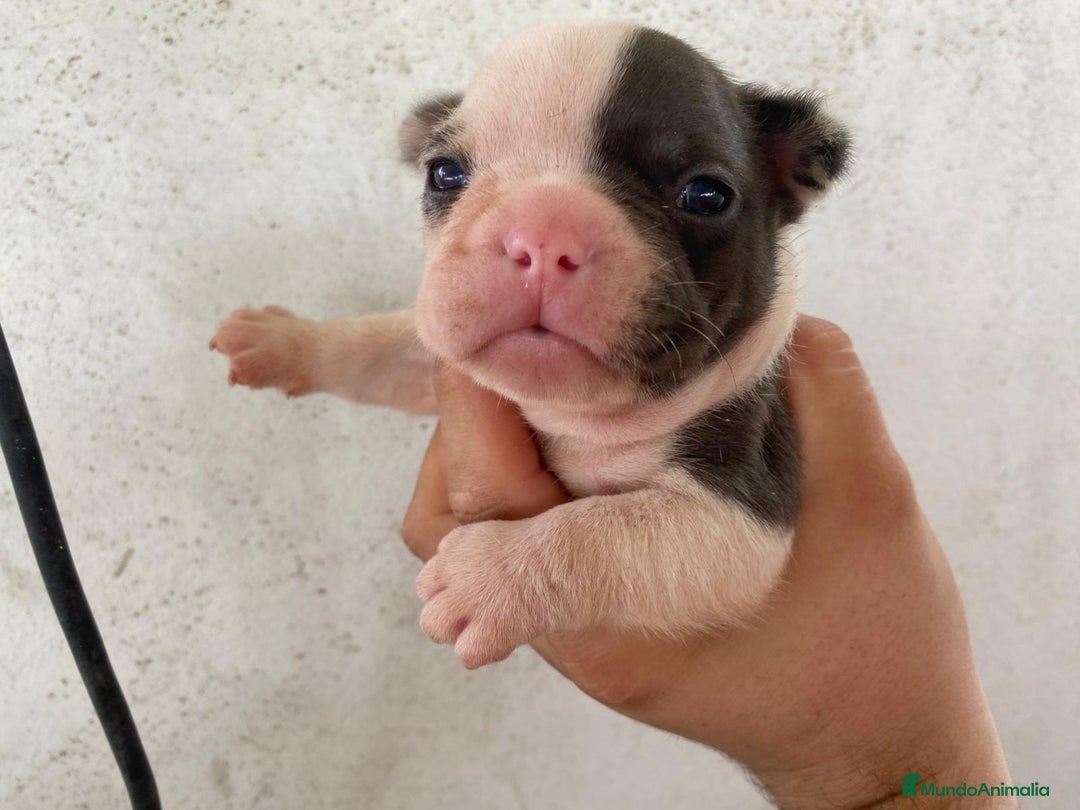 Bulldog Francés perros en venta: Bulldog francés exclusivo vaquita blue Merle !! - Imagen 1