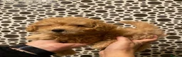 Caniche Toy perros en venta: Precioso caniche toy en Madrid - Anuncio 6