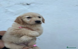 Golden Retriever perros en venta: golden retriever  - Imagen 5