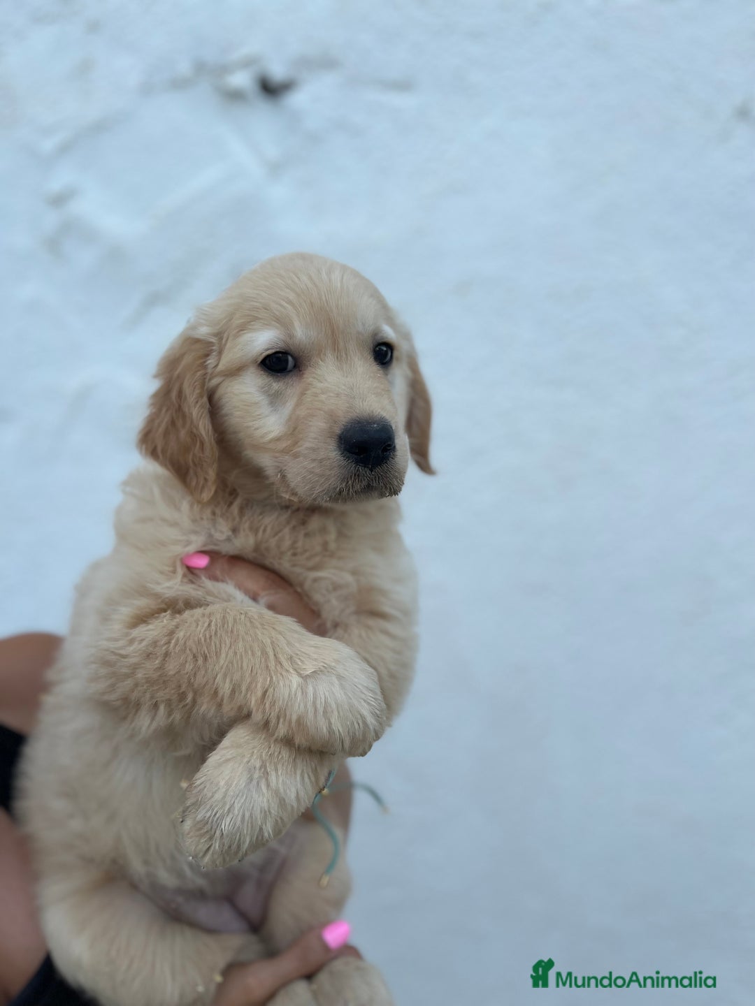 Golden Retriever perros en venta: golden retriever  - Imagen 5