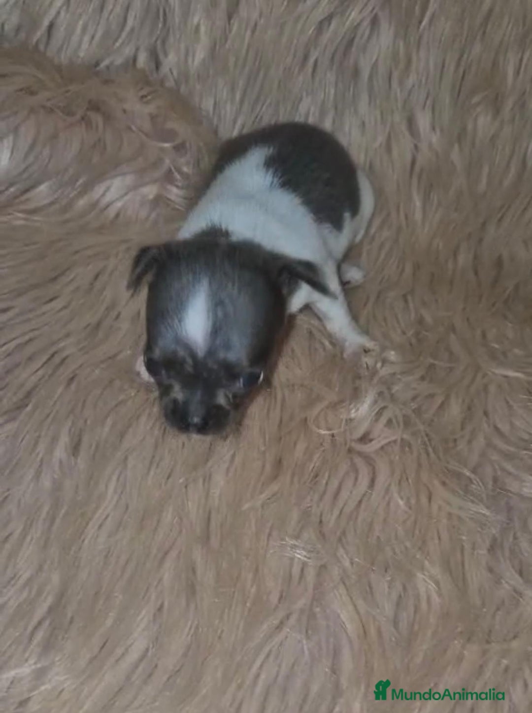 Chihuahua perros en venta: Chihuahuas rusos mini toy  - Imagen 5