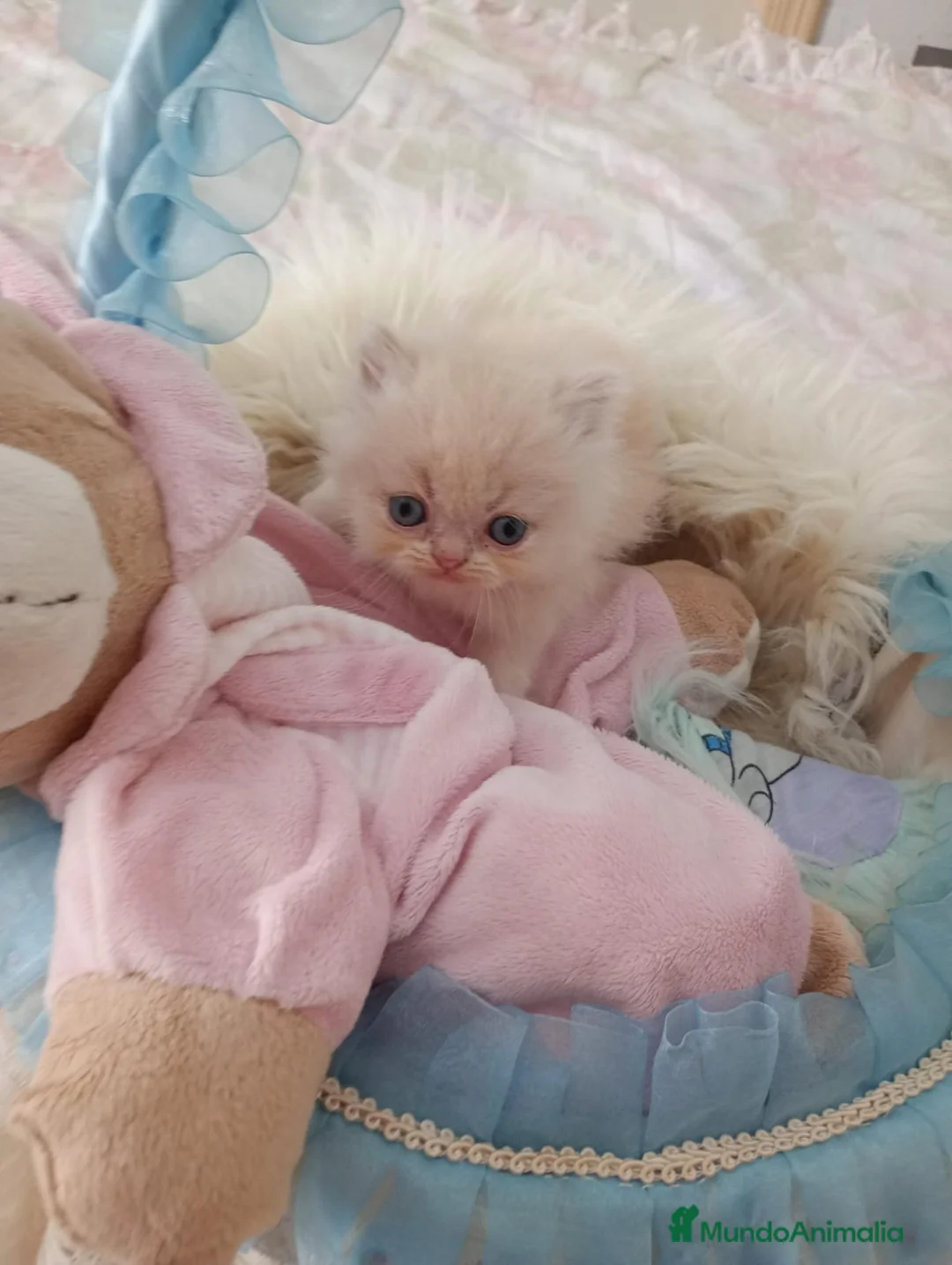 Persa gatos en venta: Gatitos persa himalayo - Anuncio 9