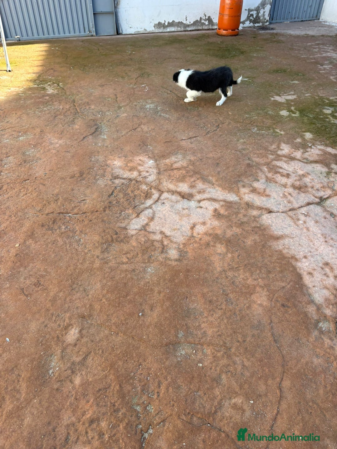 Border Collie perros en venta: Última Border collie hembra  - Anuncio 11