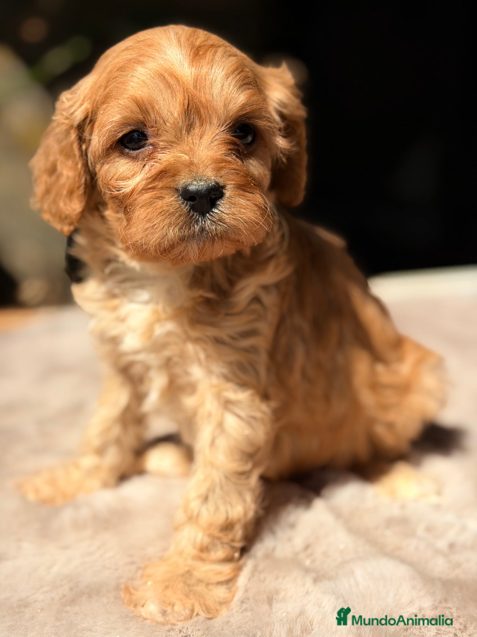 Cavapoo perros Cavapoo Apricot  - Anuncio 5