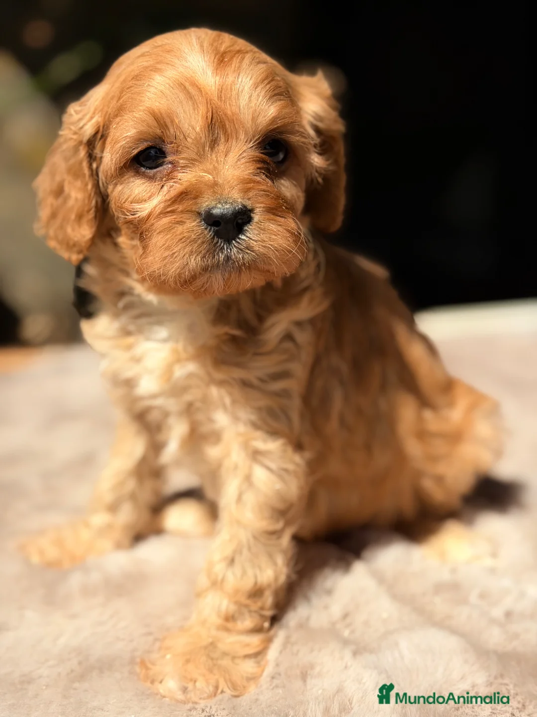 Cavapoo perros en venta: Cavapoo Apricot  - Anuncio 1