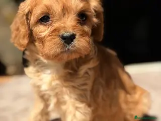 Cavapoo perros Cavapoo Apricot - Anuncio 5