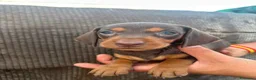Teckel Miniatura perros en venta: Teckel Kaninchen - Anuncio 6