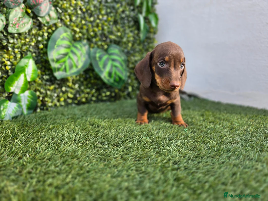 Teckel Miniatura perros en venta: TECKEL MINI & KANNINCHEN CHOCOLATE - Anuncio 5