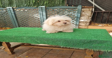 Maltipoo perros - Anuncio 11