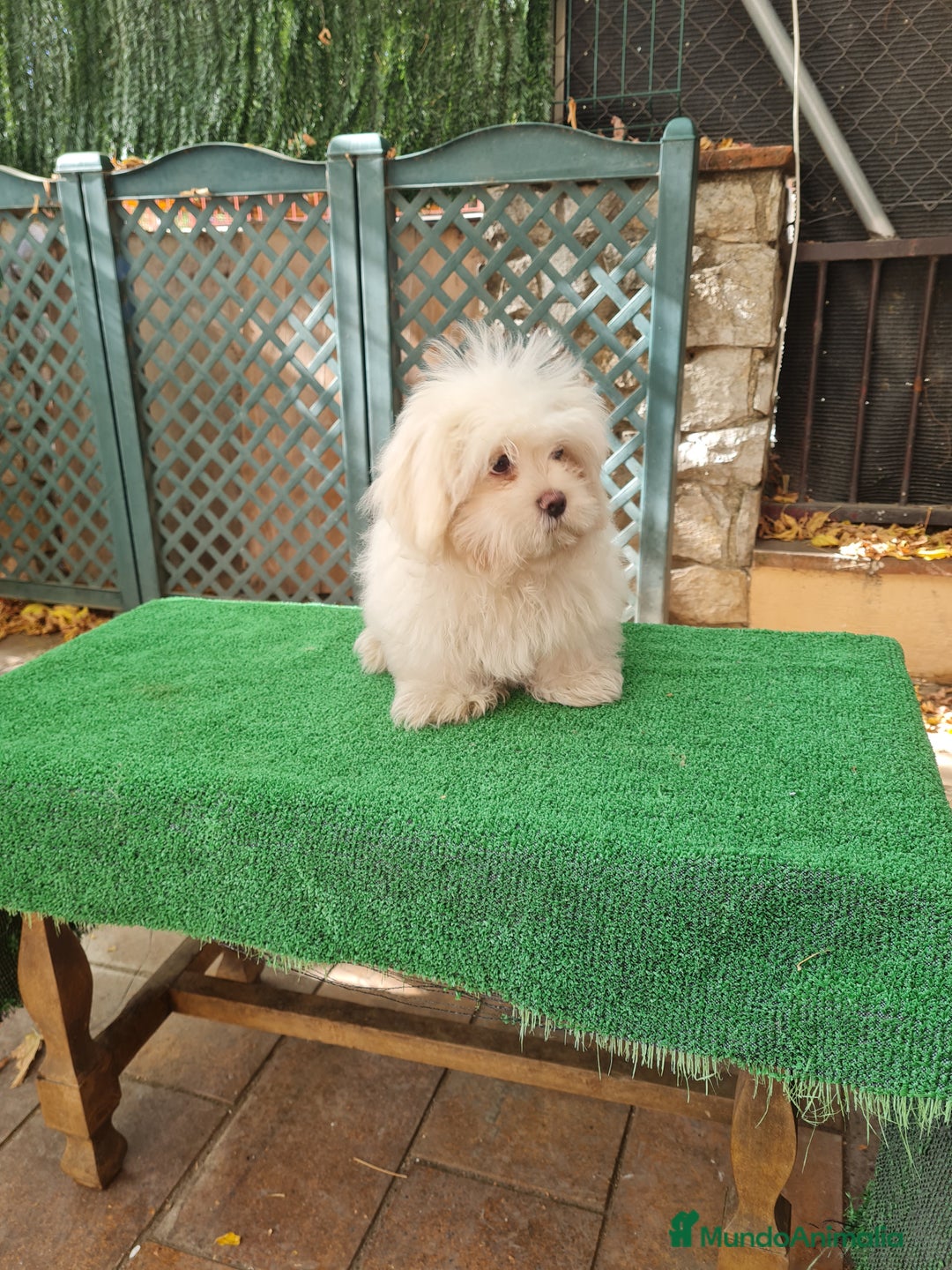 Maltipoo perros en venta: Maltipoo - Imagen 2