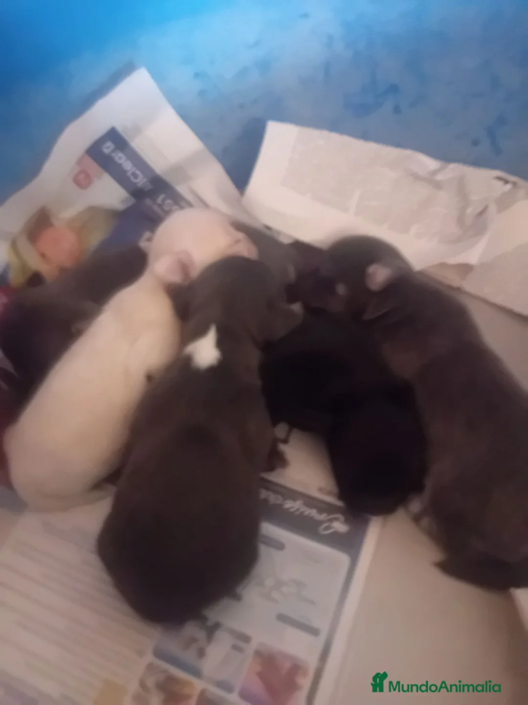 Chihuahua perros en venta: ‼️‼️PRECIOSA CAMADA DE CHIHUAHUAS TAMAÑO MINI - Anuncio 2