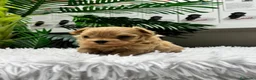 Maltipoo perros en venta: MALTIPOO 100%  - Anuncio 6