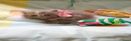Persa gatos en venta: Gatitos persa himalayo  - Anuncio 13