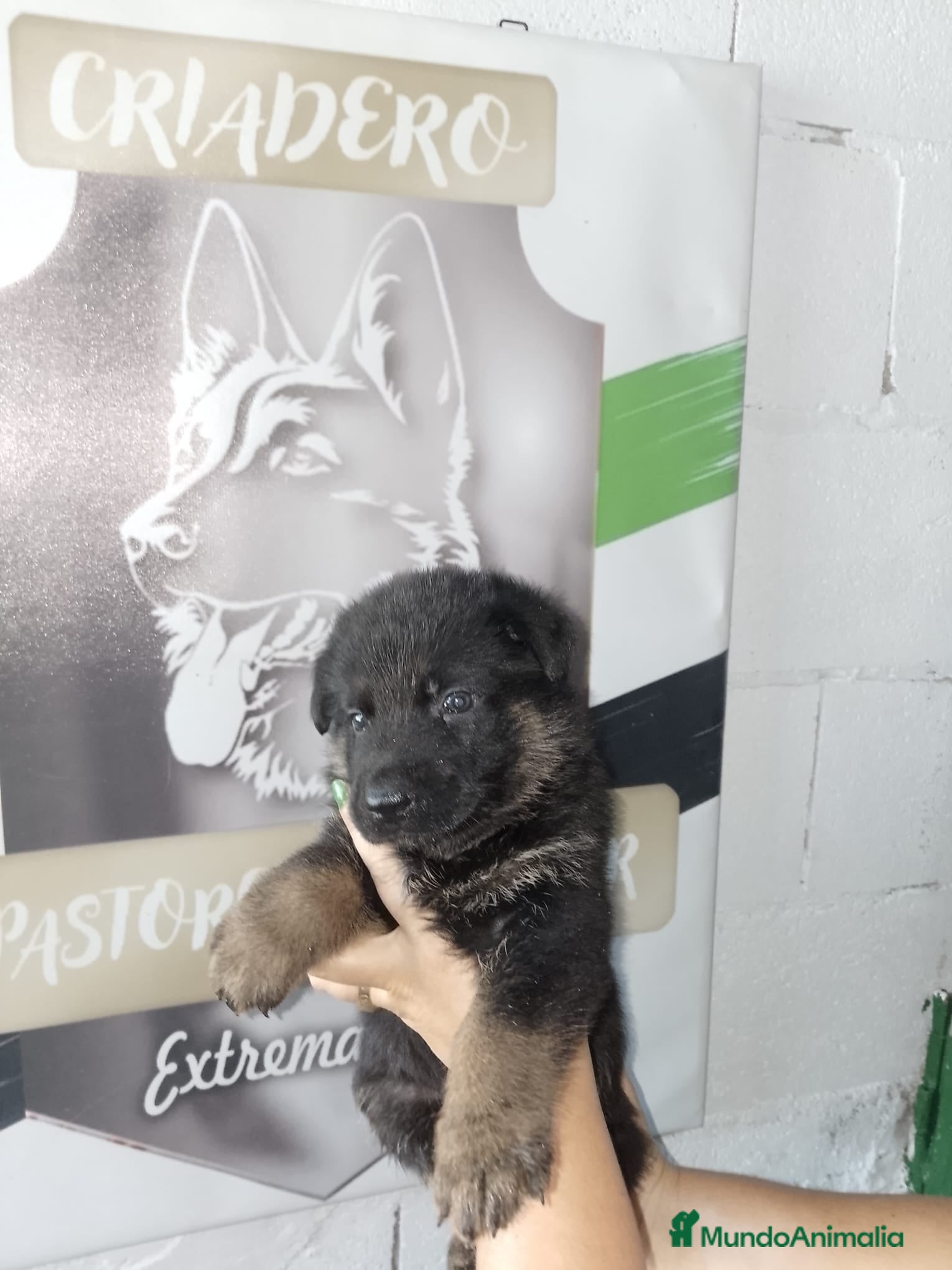 Pastor Alemán perros Pastor aleman  - Anuncio 1