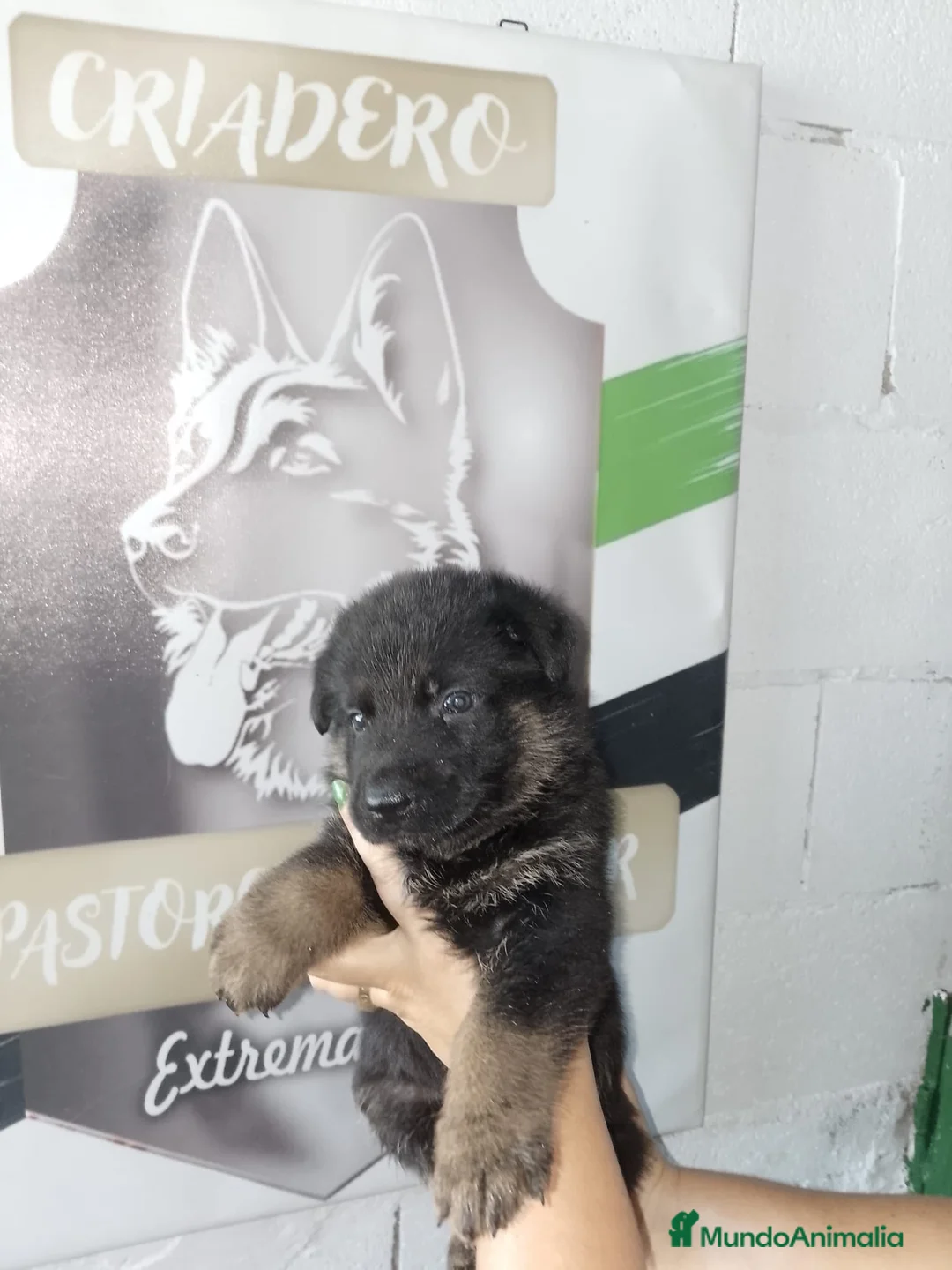 Pastor Alemán perros en venta: Pastor aleman  - Anuncio 1