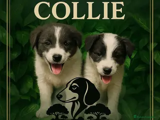 Border Collie perros Cachorros de Border collie - Anuncio 3