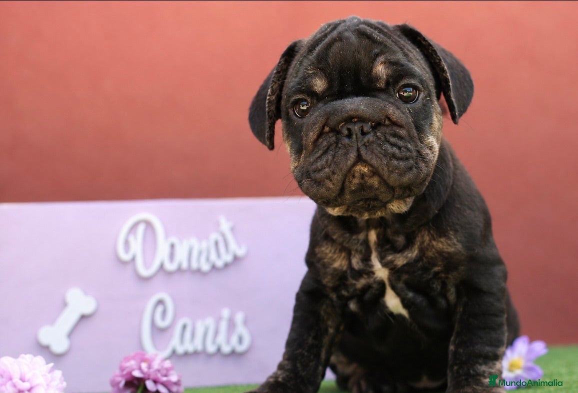 Bulldog Francés perros Preciosos bulldog francés  - Anuncio 1