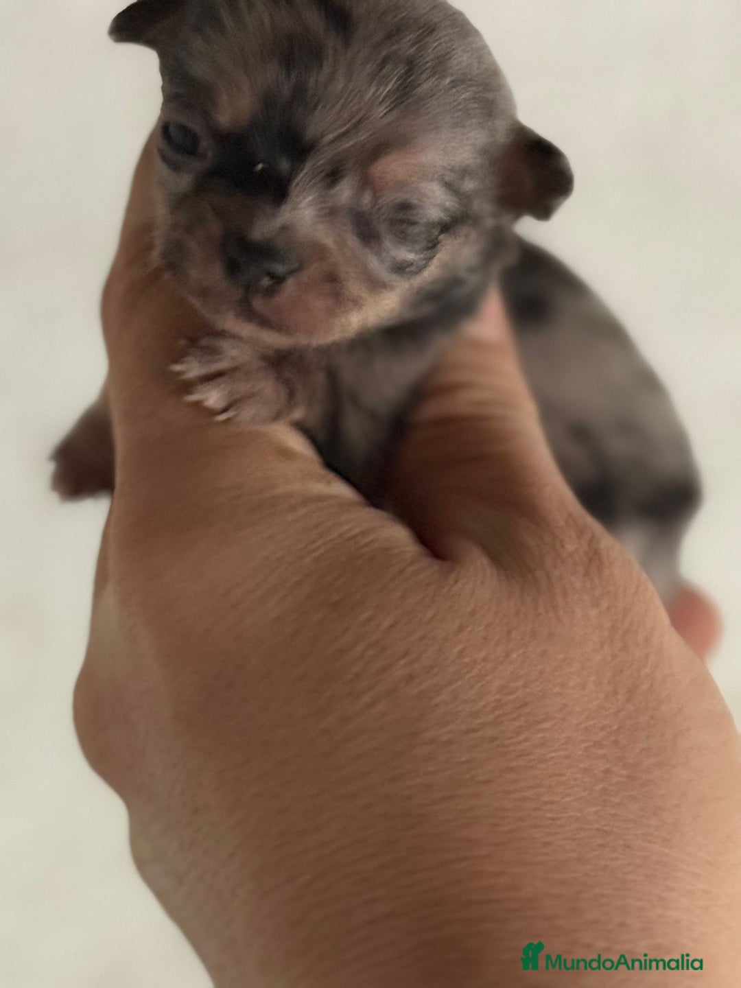 Chihuahua perros en venta: Chihuahuas toy cabeza manzana ya podéis reservar  - Imagen 1