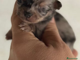 Chihuahua perros - Anuncio 1