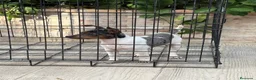 Gos Rater Valencià perros en venta: Cachorra ratera valenciano arlequín  - Anuncio 6