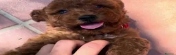 Caniche Toy perros en venta: Hembras de caniche toy - Anuncio 3