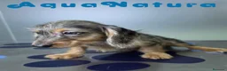 Teckel perros en venta: Teckel Hembra Pelo Largo Arlequin - Anuncio 5