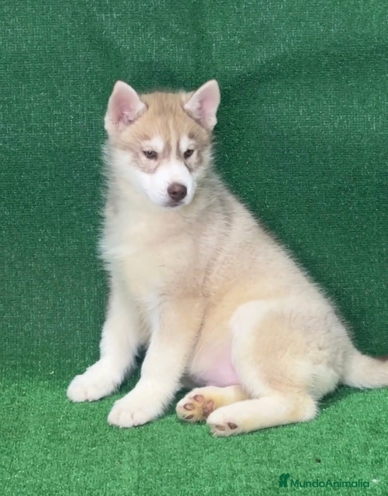 Husky Siberiano perros Husky siberiano - Anuncio 30