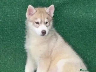 Husky Siberiano perros Husky siberiano - Anuncio 30
