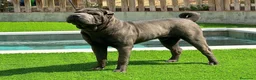 Shar Pei perros en venta: Cachorros shar pei Barcelona (Cataluña) - Anuncio 4