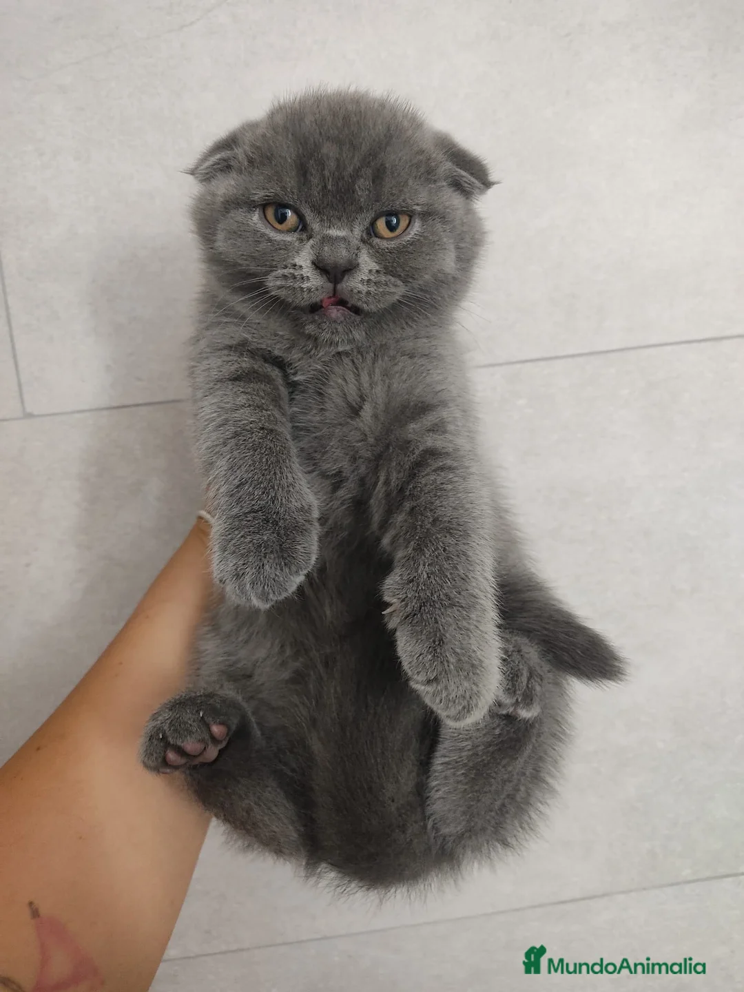 Scottish Fold gatos en venta: Scottish fold - Anuncio 5