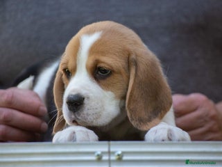Beagle perros en Ciudad Real - Anuncio 19