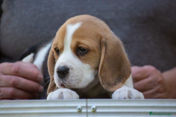 Beagle perros en Ciudad Real - Anuncio 1