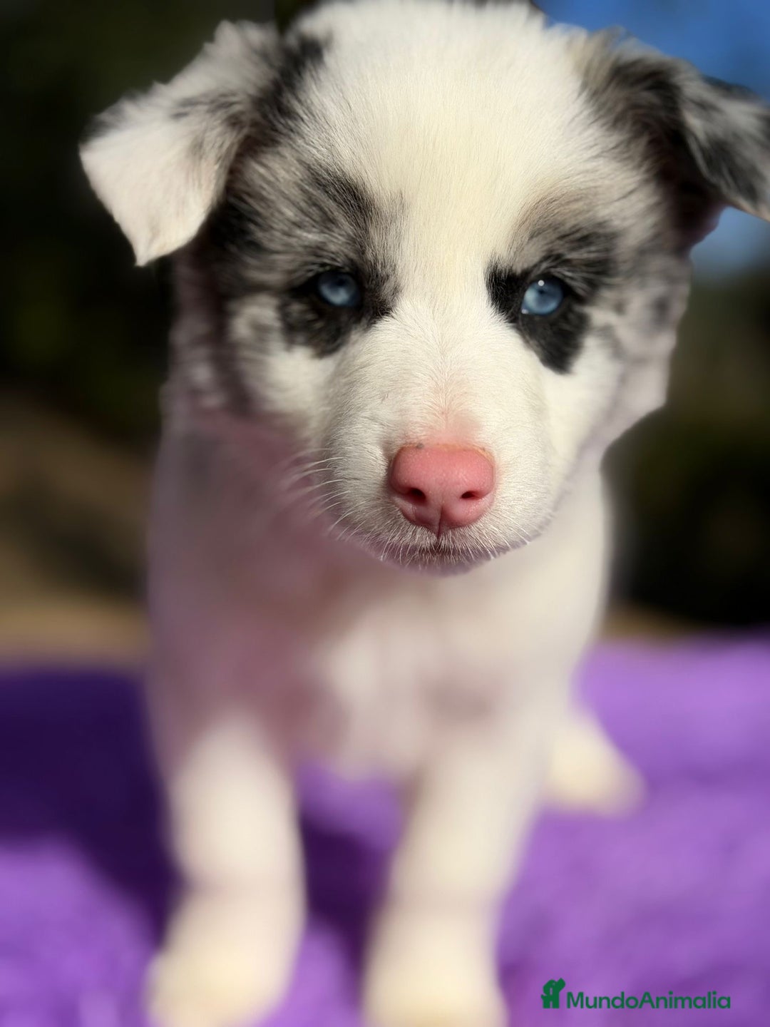 Border Collie perros en venta: BORDER COLLIE MERLE OJOS AZULES - Anuncio 4