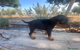 Pinscher Miniatura perros en venta: Mini pincher - Imagen 2