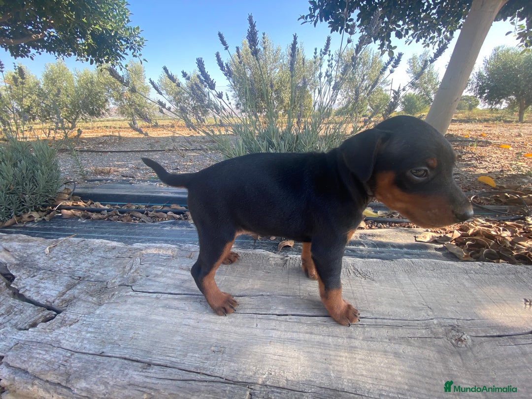 Pinscher Miniatura perros en venta: Mini pincher - Imagen 2