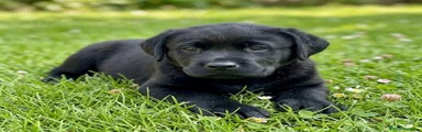 Labrador Retriever 1