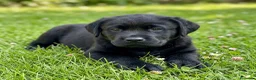 Labrador Retriever perros en venta: labrador negro - Anuncio 5