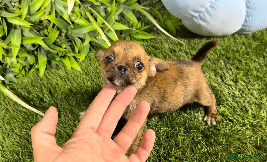 Chihuahua perros en venta: Chihuahua hembra y macho  - Anuncio 5