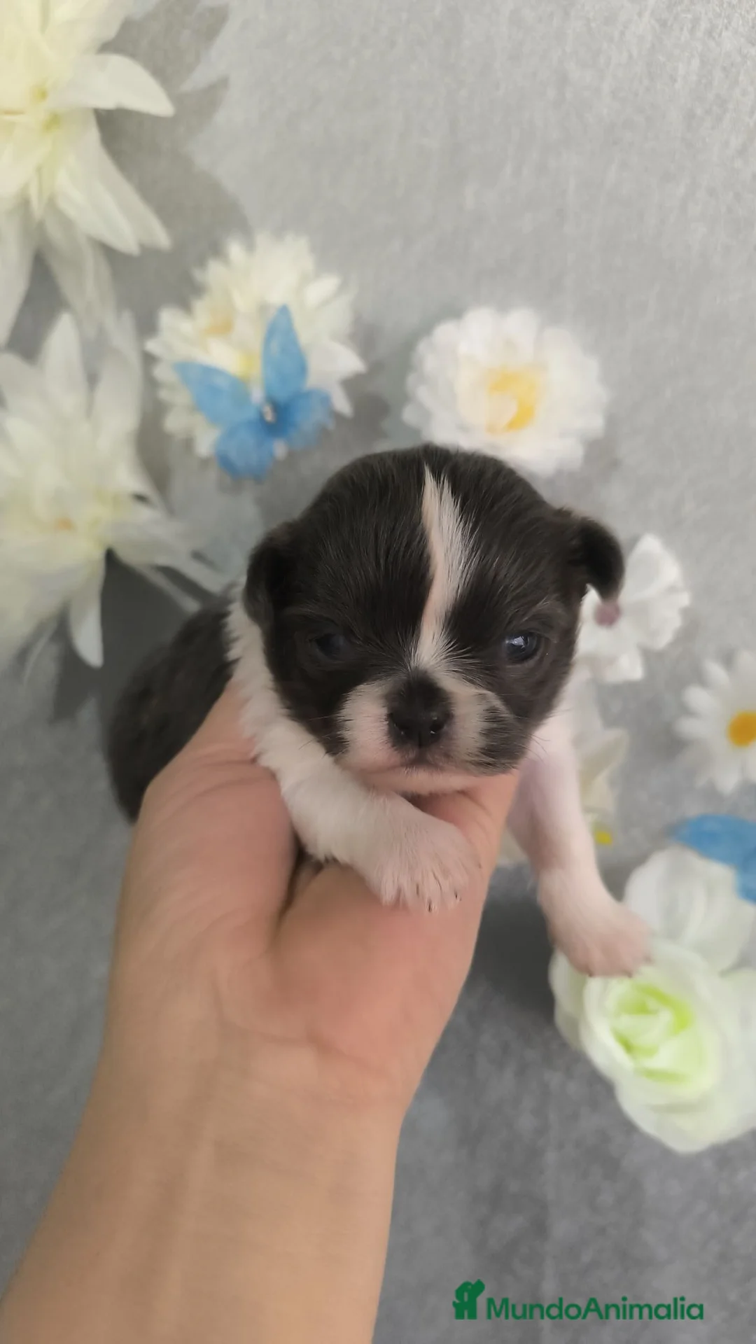 Shih Tzu perros en venta: Shihtzu en Curtis la Coruña  - Anuncio 2