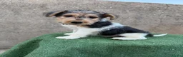 Fox Terrier de Pelo Duro perros en venta: Fox Terrier - Anuncio 5
