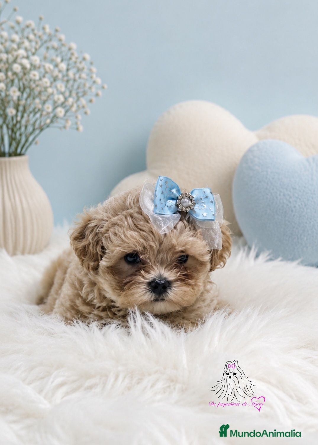 Maltipoo perros MALTIPOO ASIÁTICO MINIATURA  - Anuncio 5