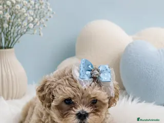 Maltipoo perros MALTIPOO ASIÁTICO MINIATURA - Anuncio 5