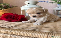 Maltipoo perros en venta: Maltipoo hembra tacita de té !!! - Imagen 5